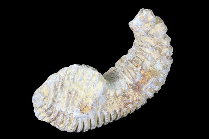 Cretaceous Fossil Oyster (Rastellum) - Madagascar #88479